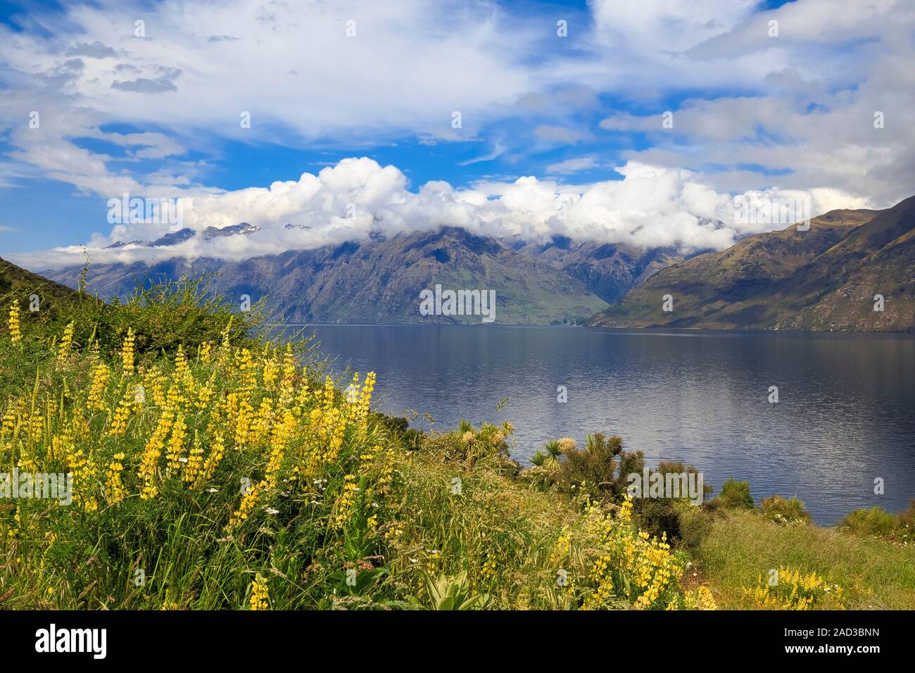 Viaggio attraverso l'Isola del Sud. Vista dalla strada che da Queenstown a Te Anau nel lago di Wakatipu. Lupino giallo (Lupinus sp.) crescente selvatici nel Foto Stock