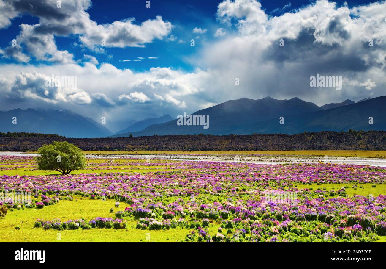 Paesaggio con montagne e campo di fioritura, Nuova Zelanda Foto Stock
