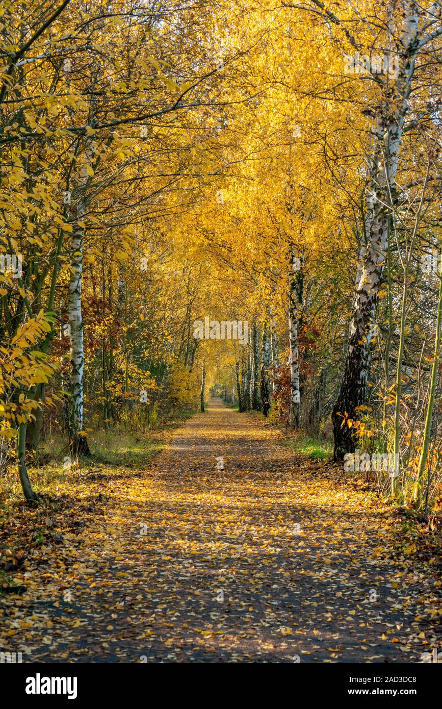 Lo storico percorso Mauerweg a Berlino Frohnau su una luminosa giornata autunnale con bellissimi alberi colorati Foto Stock