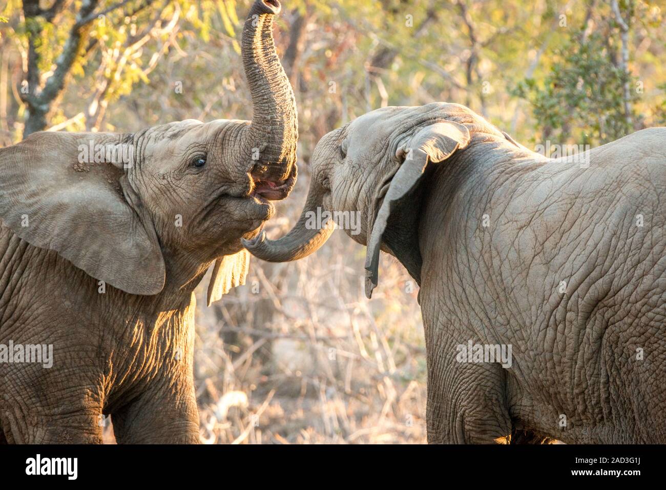 Giocoso elefanti nel Parco Nazionale di Kruger, Sud Africa. Foto Stock