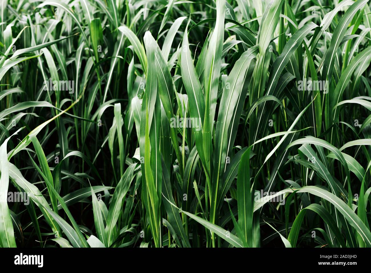 Sorgo × drummondii o erba di Sudan plantation, coltivato campo di coltivazione Foto Stock