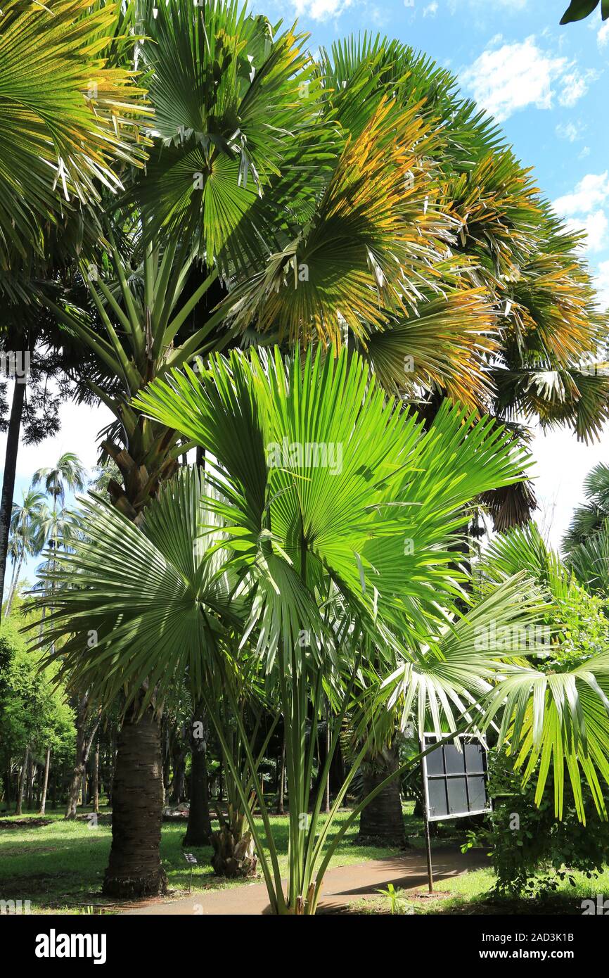 Maurizio, Giardino Botanico, Talipot Palm, Corypha umbraculifera Foto Stock