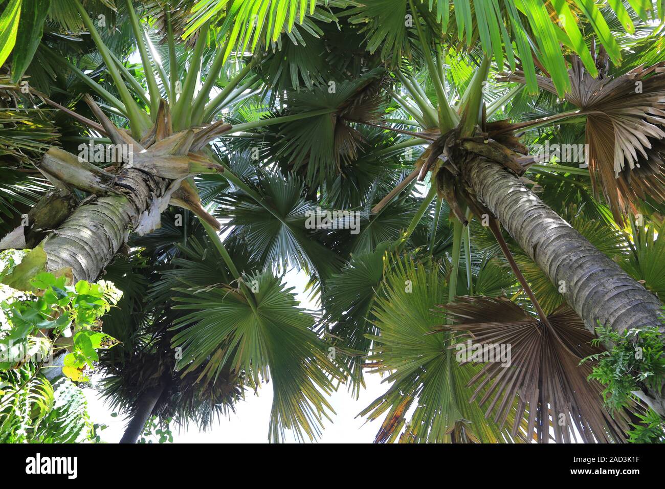 Maurizio, Giardino Botanico, Talipot Palm, Corypha umbraculifera Foto Stock