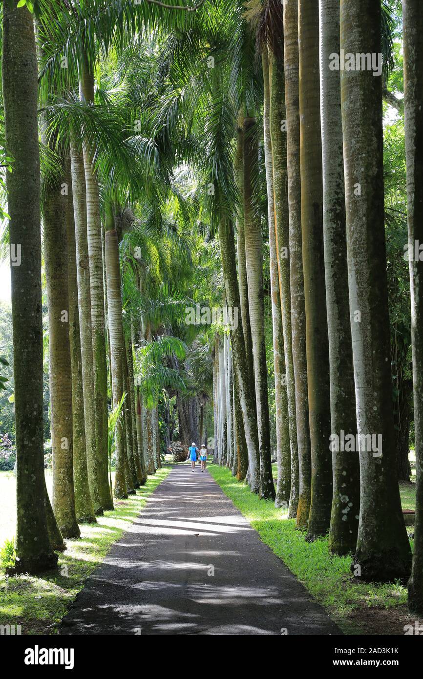 Maurizio, Pamplemousses, Giardino Botanico, Palm Avenue Foto Stock