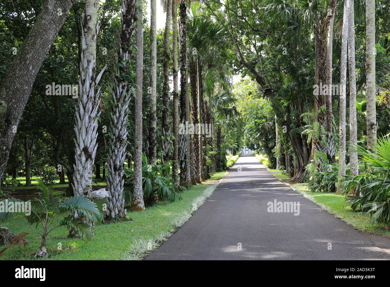 Maurizio, Giardino Botanico, Palm Avenue Foto Stock