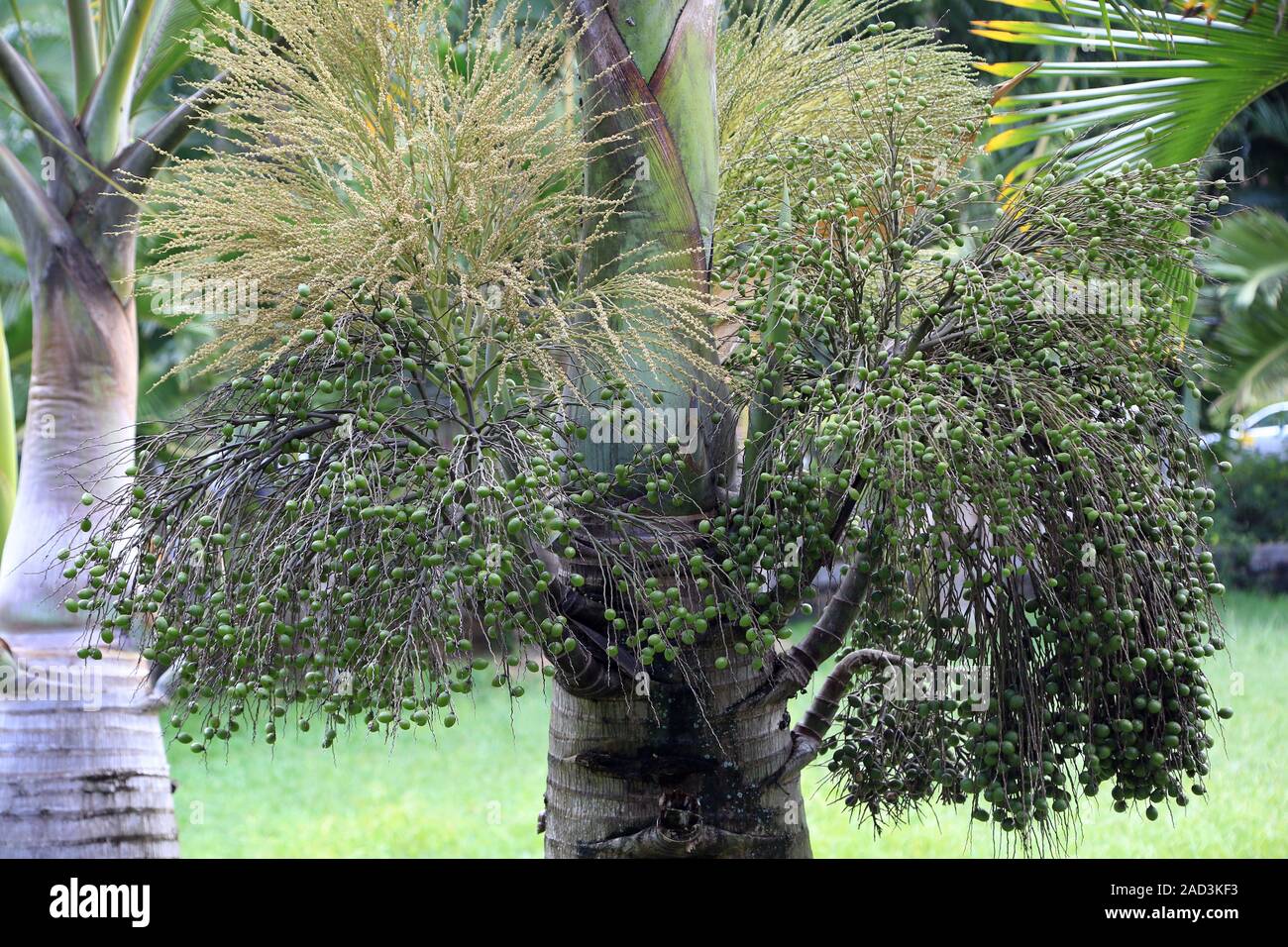 Maurizio, Pamplemousses, Weihnachtspalme, Natale Palm, adonidia merrillii Foto Stock