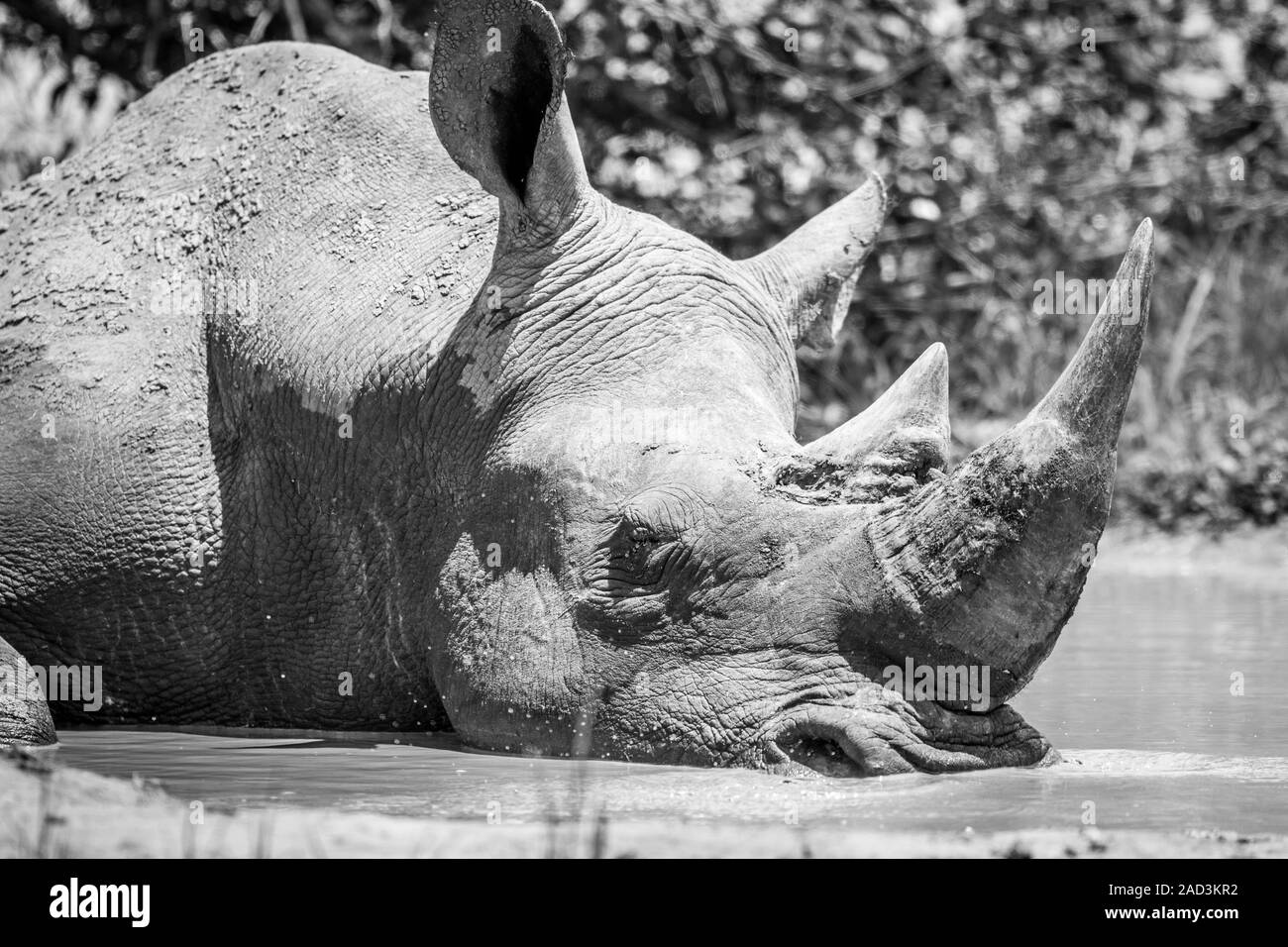 White Rhino dormire in bianco e nero. Foto Stock