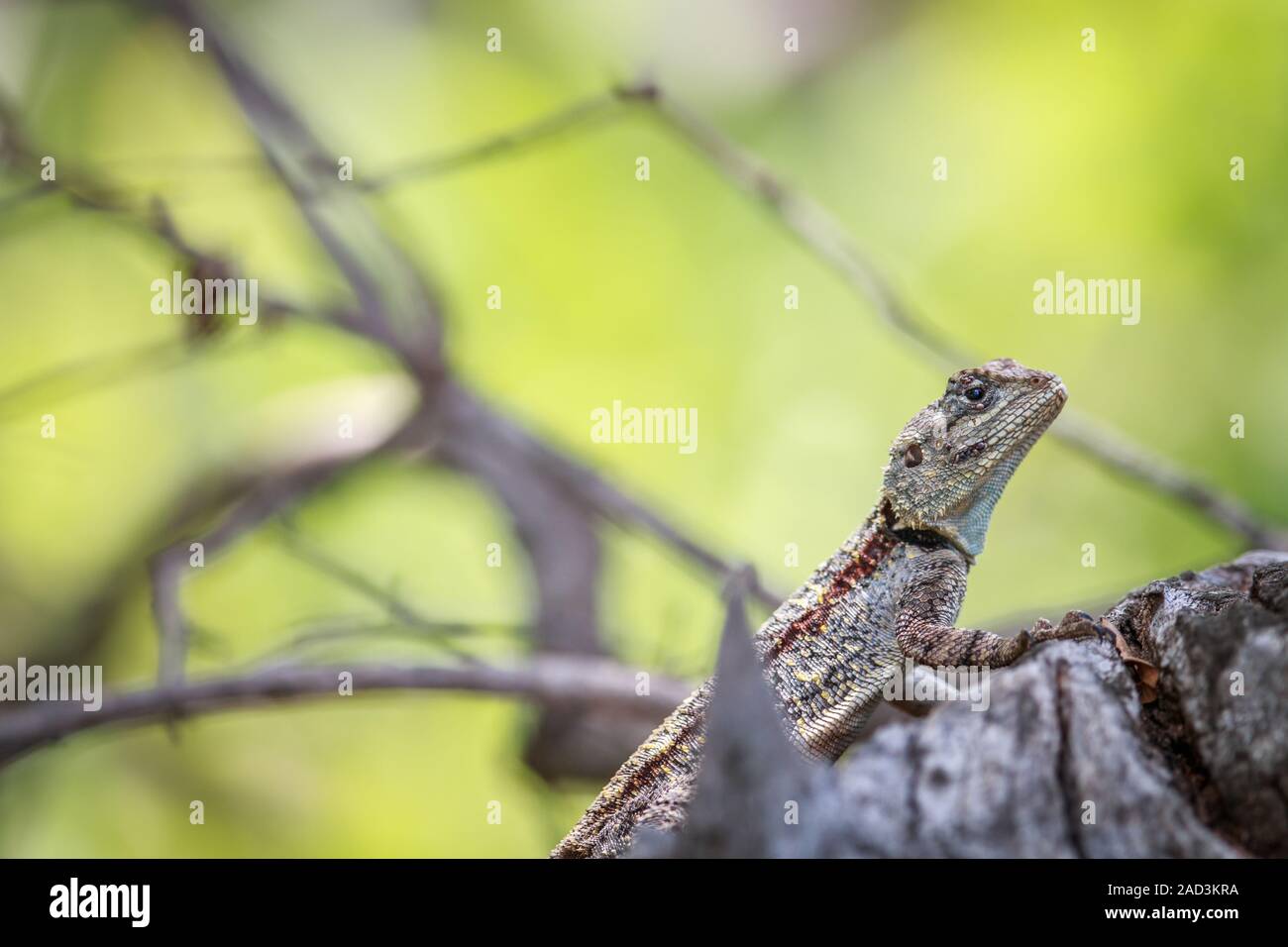 Struttura meridionale AGAMA SA su un ramo. Foto Stock