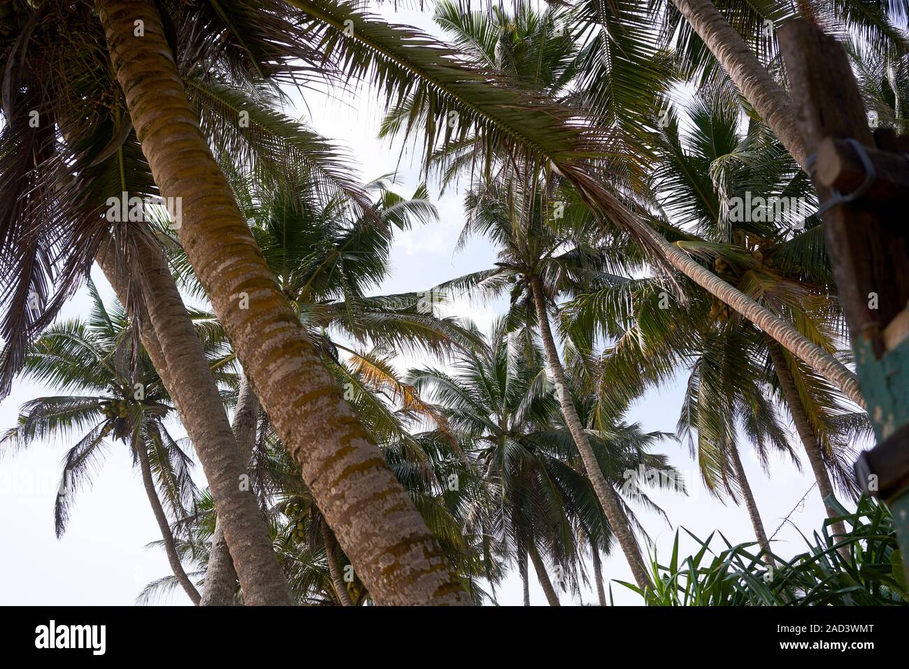 Fitte palme su una spiaggia in Mirissa Foto Stock