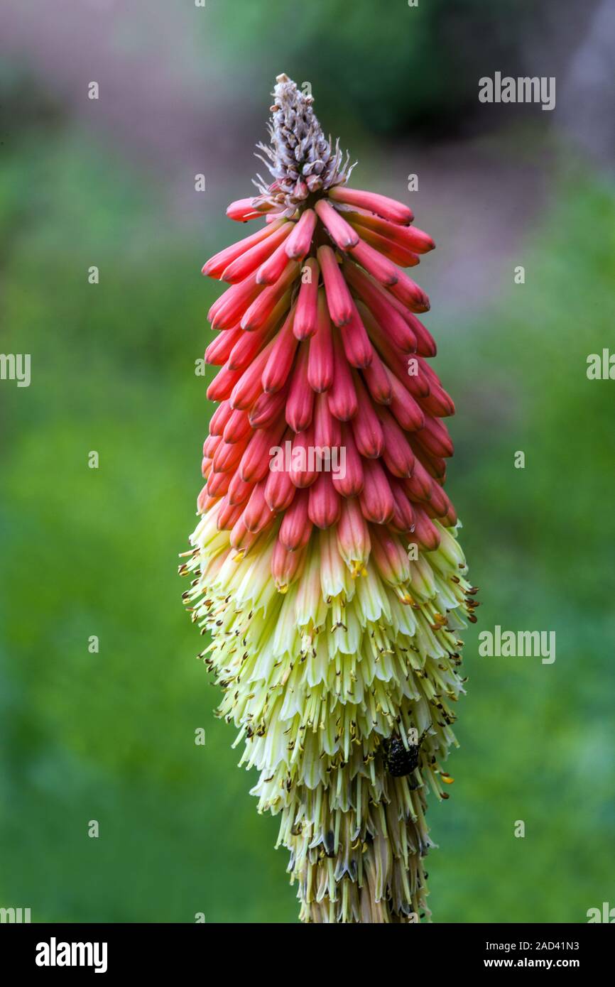 Red Hot Poker Kniphofia uvaria 'Royal Castle' Foto Stock