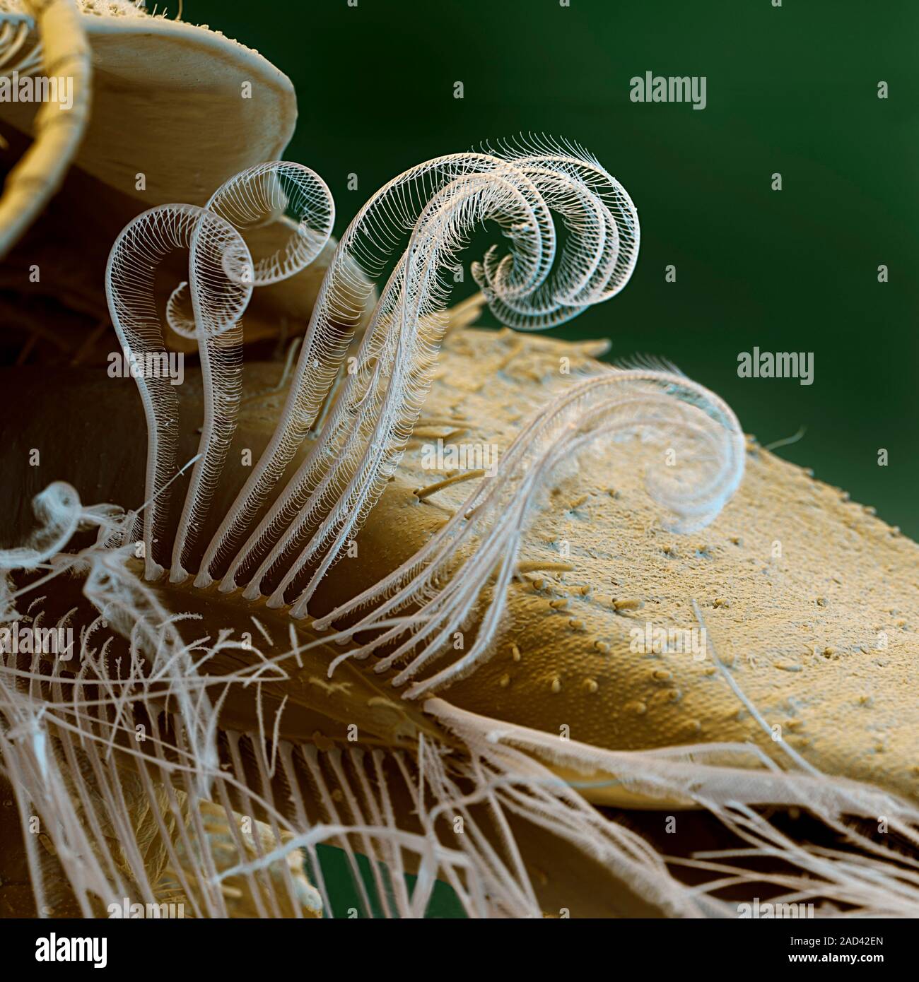 Mayfly (Oligoneuriella rhenana) ninfa gamba. Color scanning electron  microfotografia (SEM) della gamba di una mayfly larva (ninfa), che mostra i  peli (feathe Foto stock - Alamy