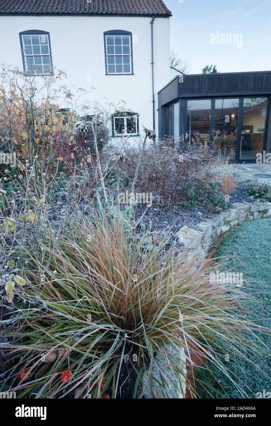 Confine erbaceo nel giardino di un periodo elencati house con moderna estensione, su un gelido inverno mattina. Bristol. Regno Unito. Erba ornamentale in primo piano Foto Stock