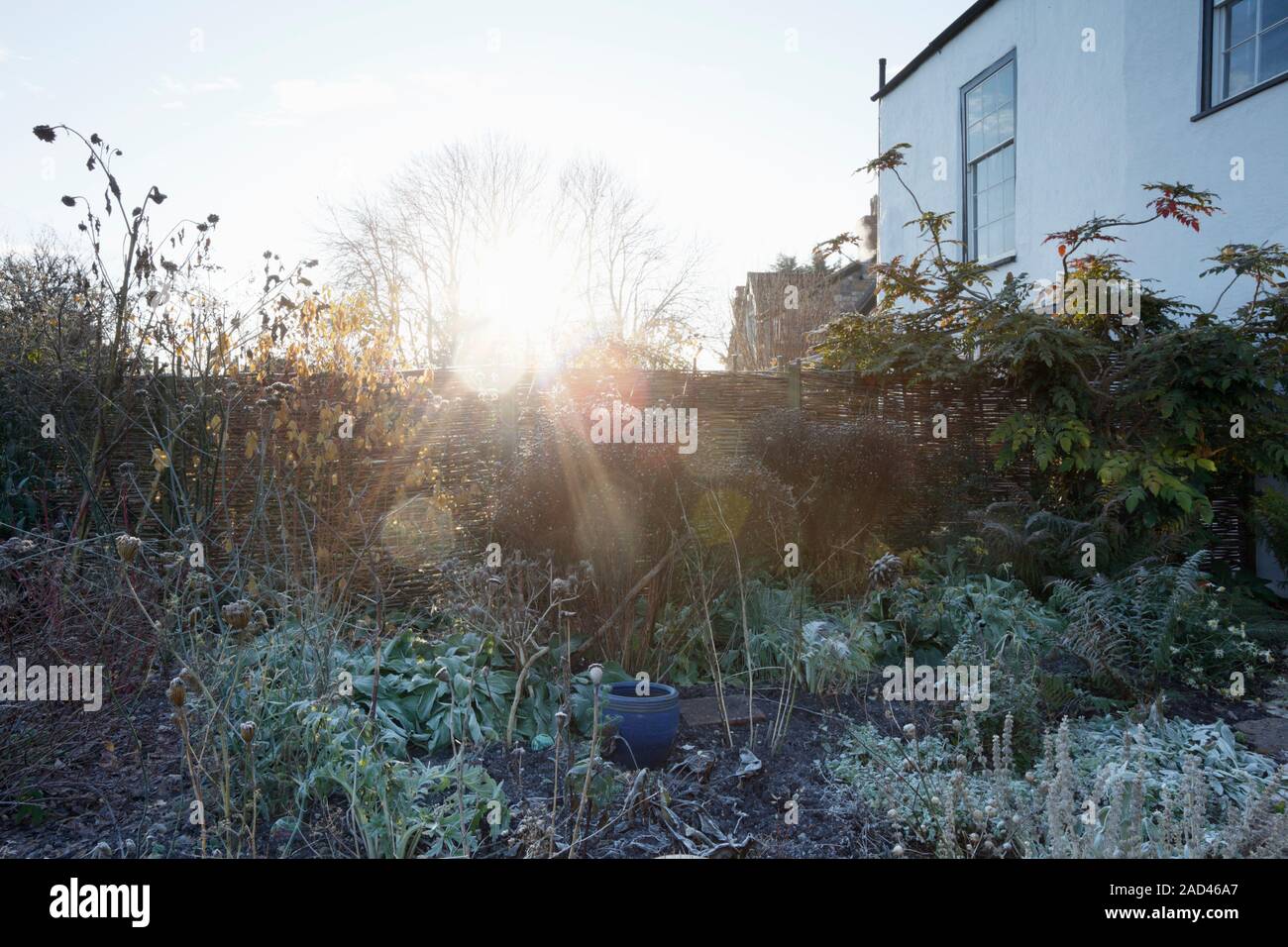 Piante erbacee confine tgarden di un periodo elencati casa su un gelido inverno mattina. Bristol. Regno Unito. Foto Stock