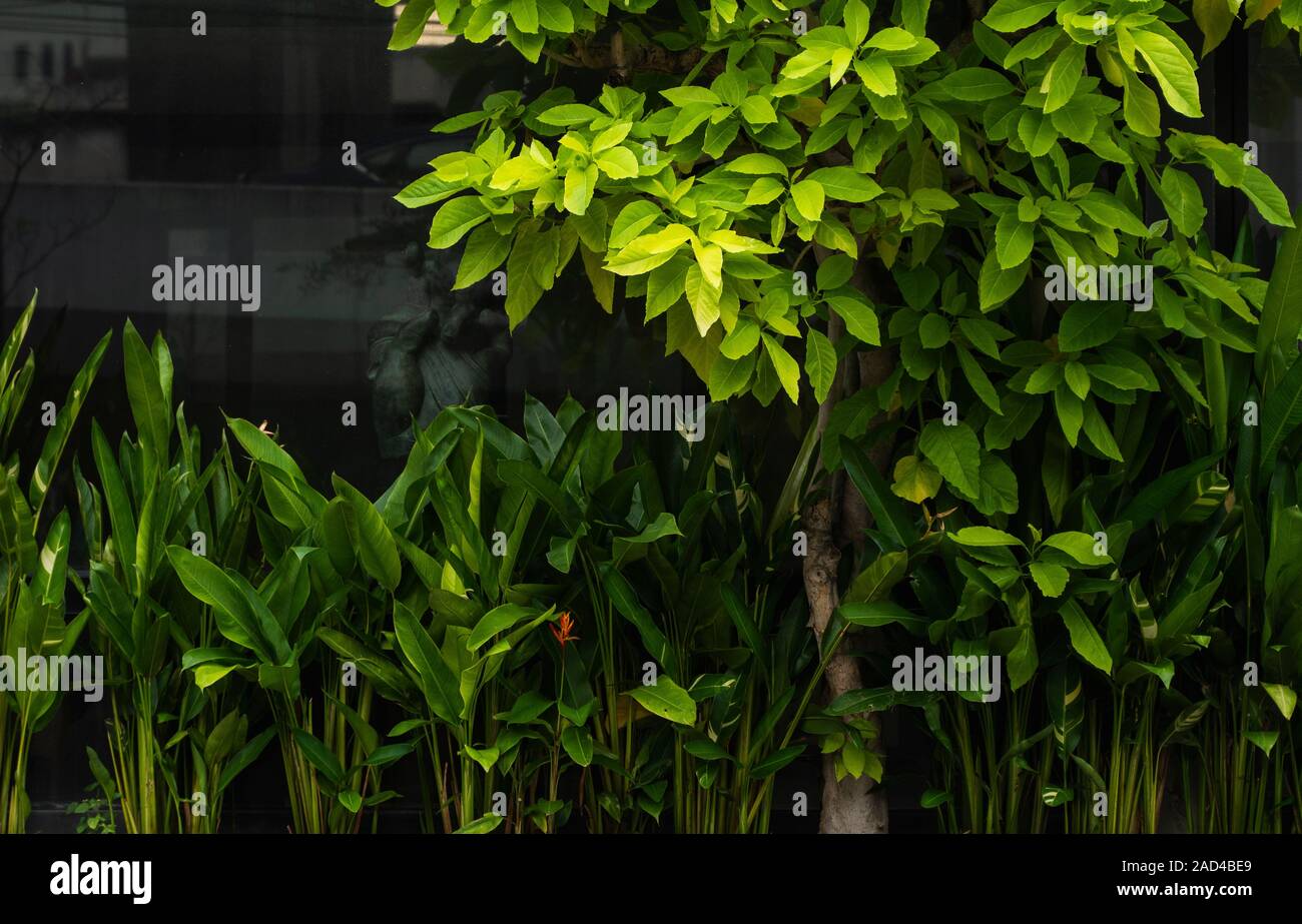 La bellissima natura sullo sfondo di un giardino tropicale con foglia verde. Foto Stock