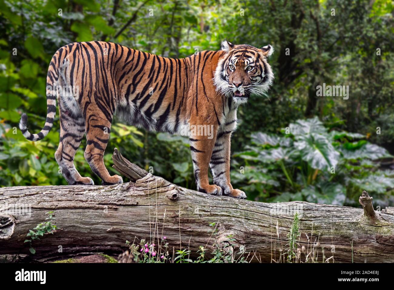 La tigre di Sumatra (Panthera tigris sondaica) caduti sul tronco di albero nella foresta tropicale, nativo dell'isola indonesiana di Sumatra, Indonesia Foto Stock