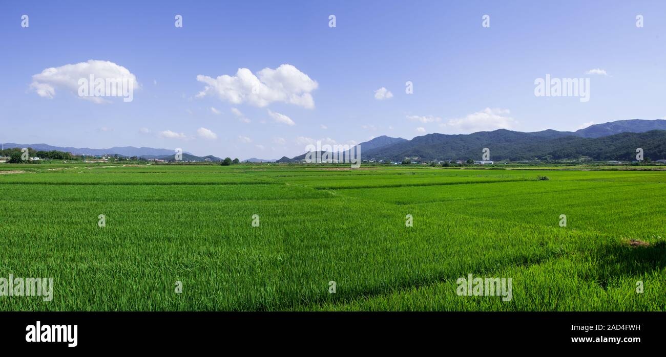 Vista panoramica del campo verde di Gyeongju Foto Stock