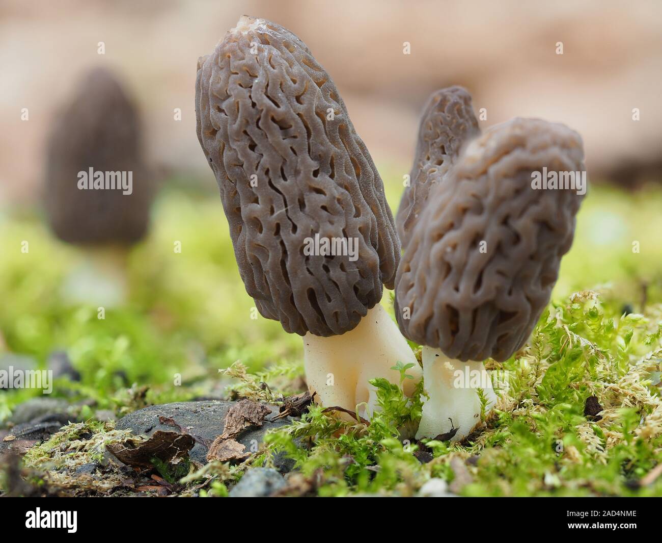 Nero morel, Morchella conica, Morchella elata Foto Stock