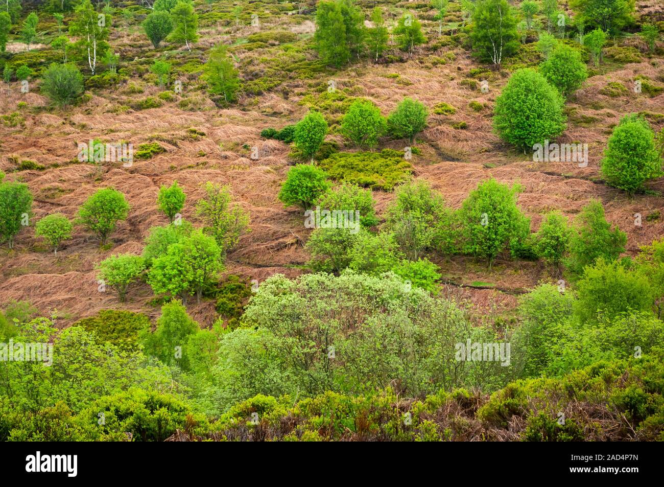 Alberi su un bracken-collina coperta su Blacka Moor vicino a Sheffield Foto Stock