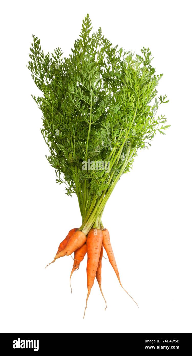 Mazzo di carote fresche con cime di verde Foto Stock