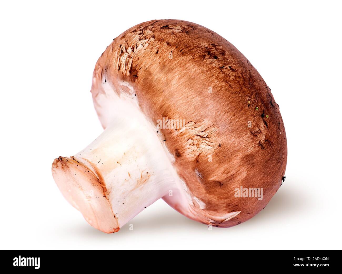 Un intero marrone champignon Foto Stock