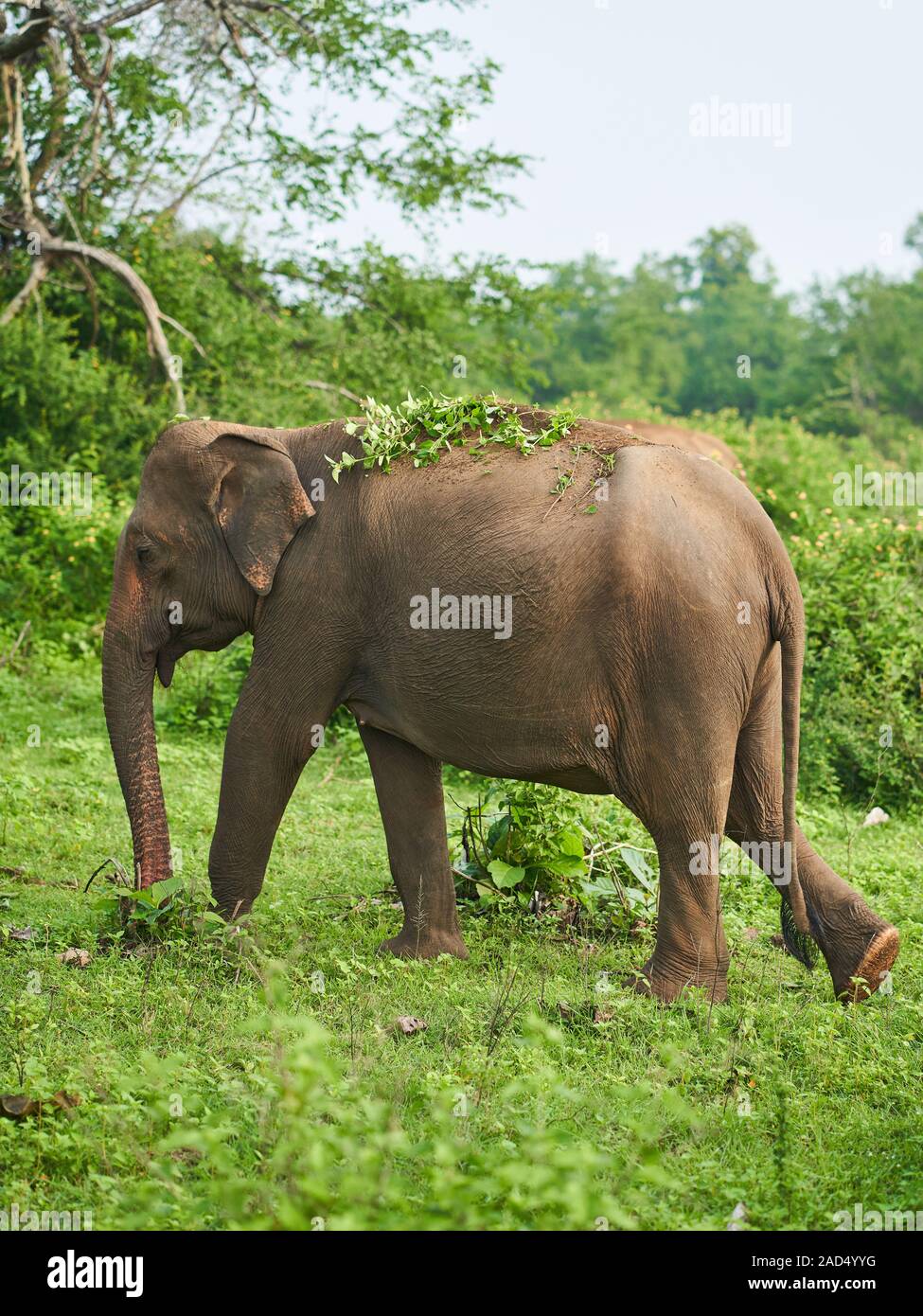 Elephant di pascoli e di raffreddamento stesso in giù con la sporcizia nel Udawalawe parco nazionale Foto Stock