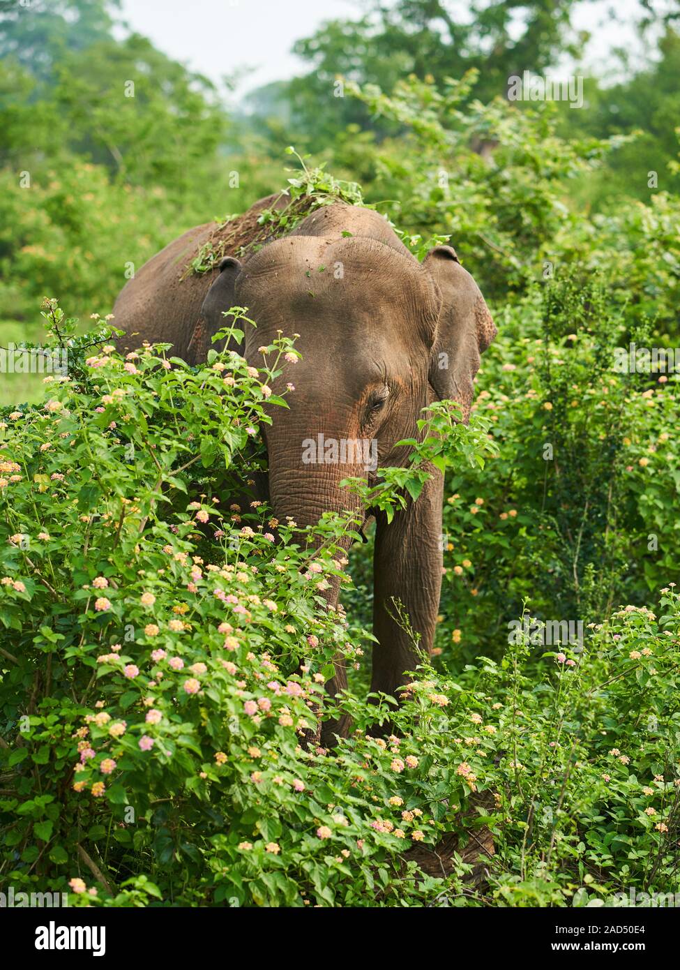 Elephant di pascoli e di raffreddamento stesso in giù con la sporcizia nel Udawalawe parco nazionale Foto Stock