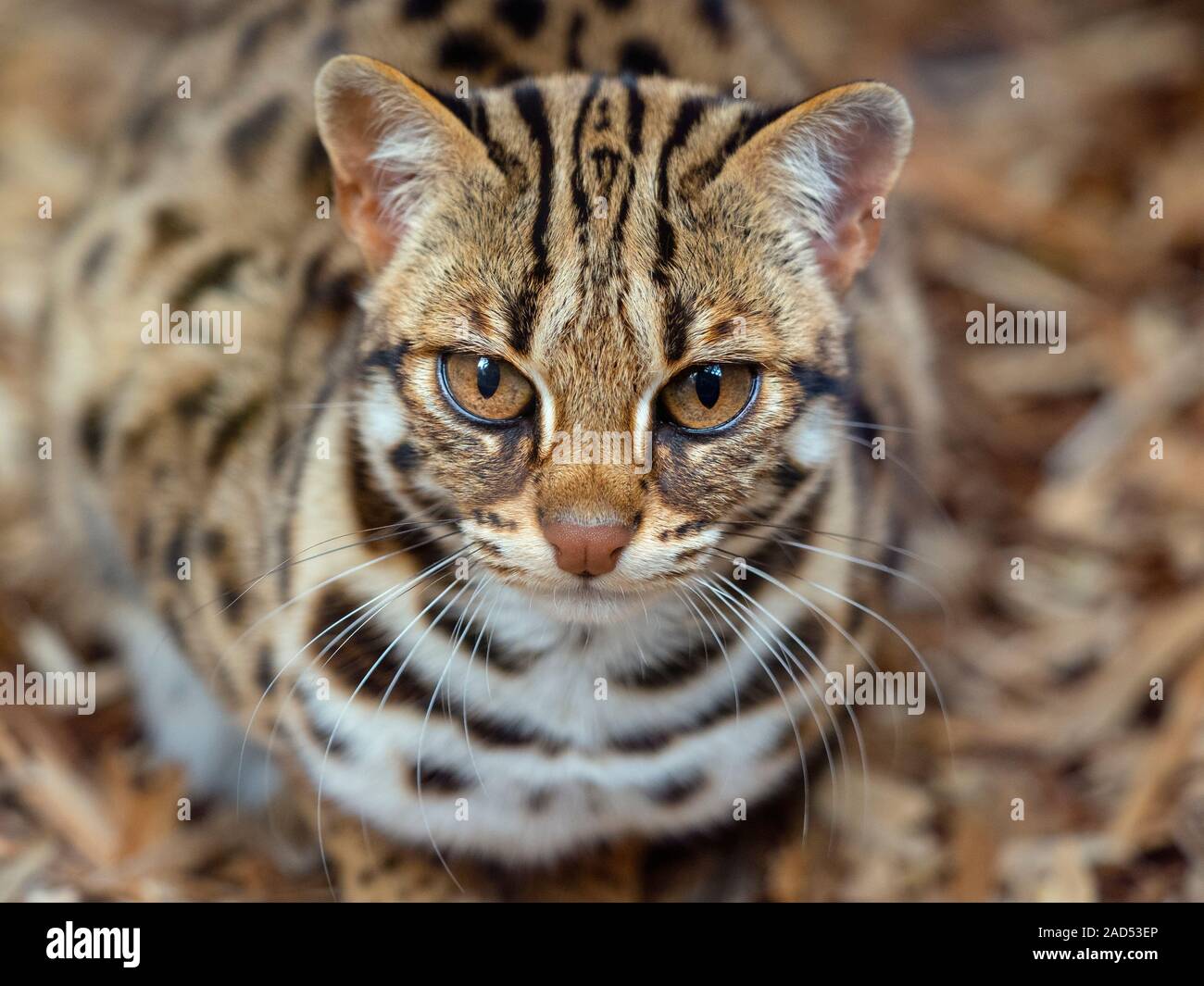 Asian Leopard Cat Prionailurus bengalensis Foto Stock