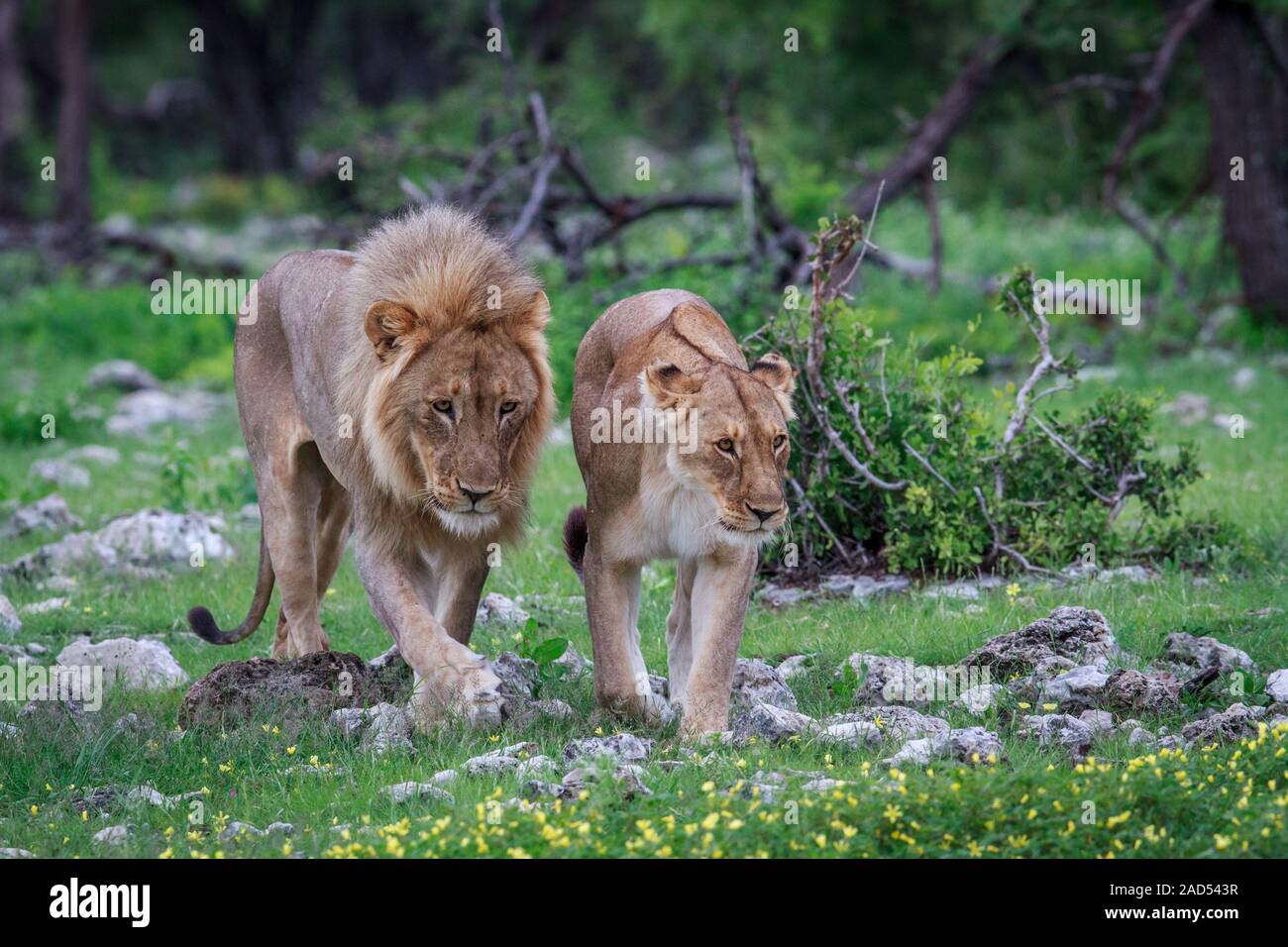 Lion coniugata giovane camminando nell'erba. Foto Stock