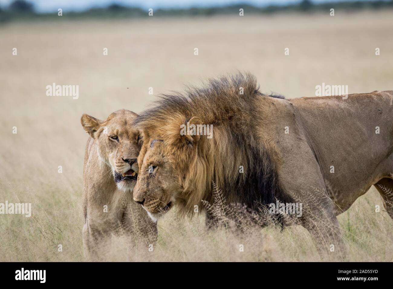 Coppia di accoppiamento dei Lions nell'erba alta. Foto Stock