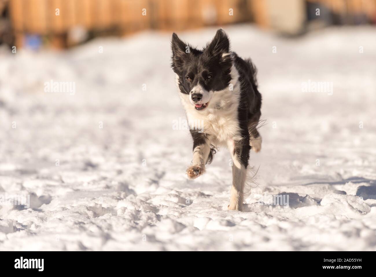 Giovani carino Border Collie cane in inverno nevoso. Esecuzione del cane e del divertimento nella neve Foto Stock