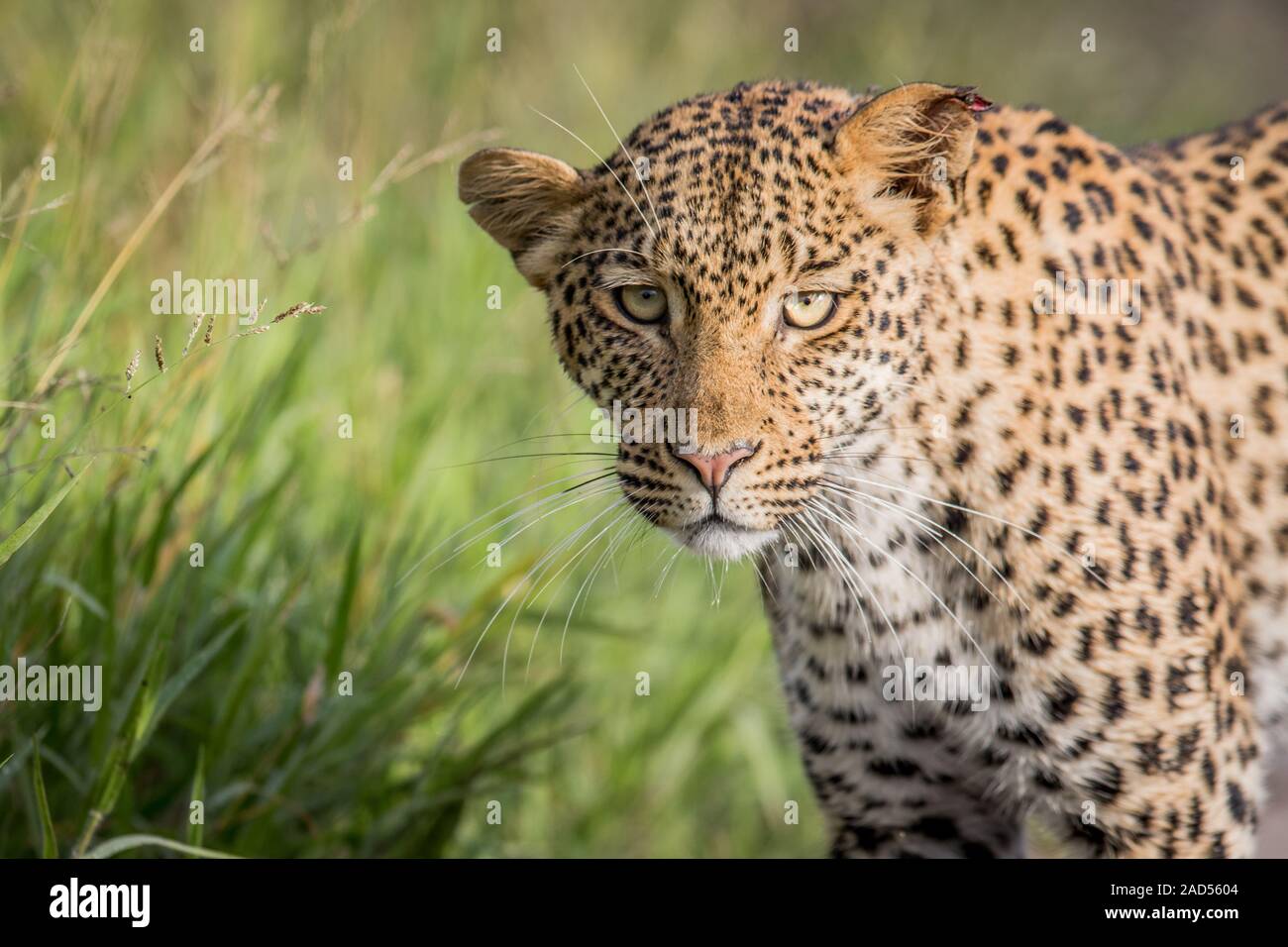 In prossimità della testa di Leopard. Foto Stock