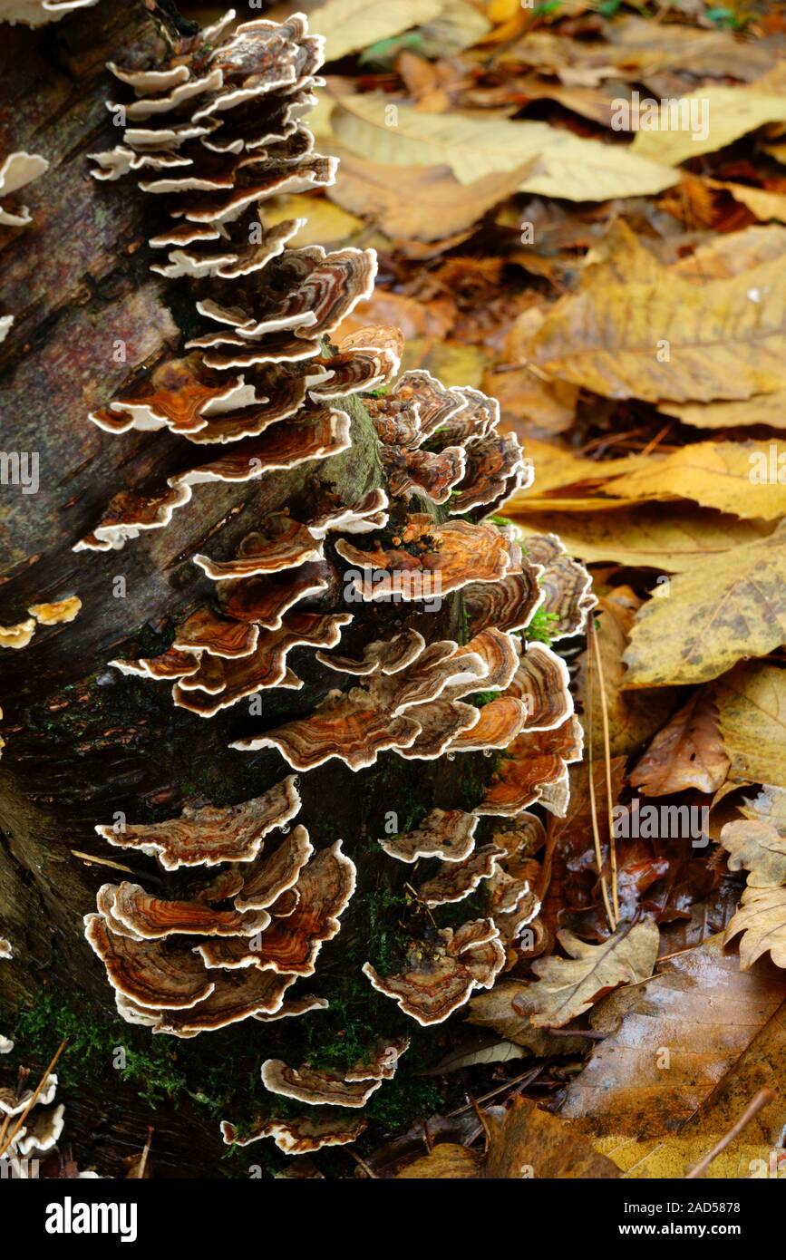 Funghi Turkeytail Trametes versicolor cresce su un albero morto. Foto Stock