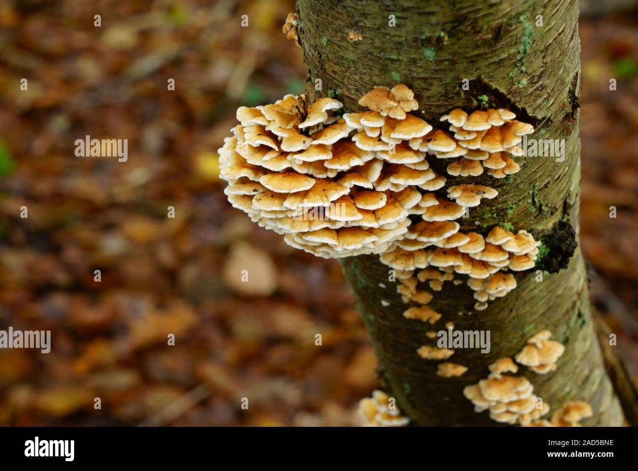 Un tipo di ripiano e funghi che crescono su un argento betulla. Foto Stock
