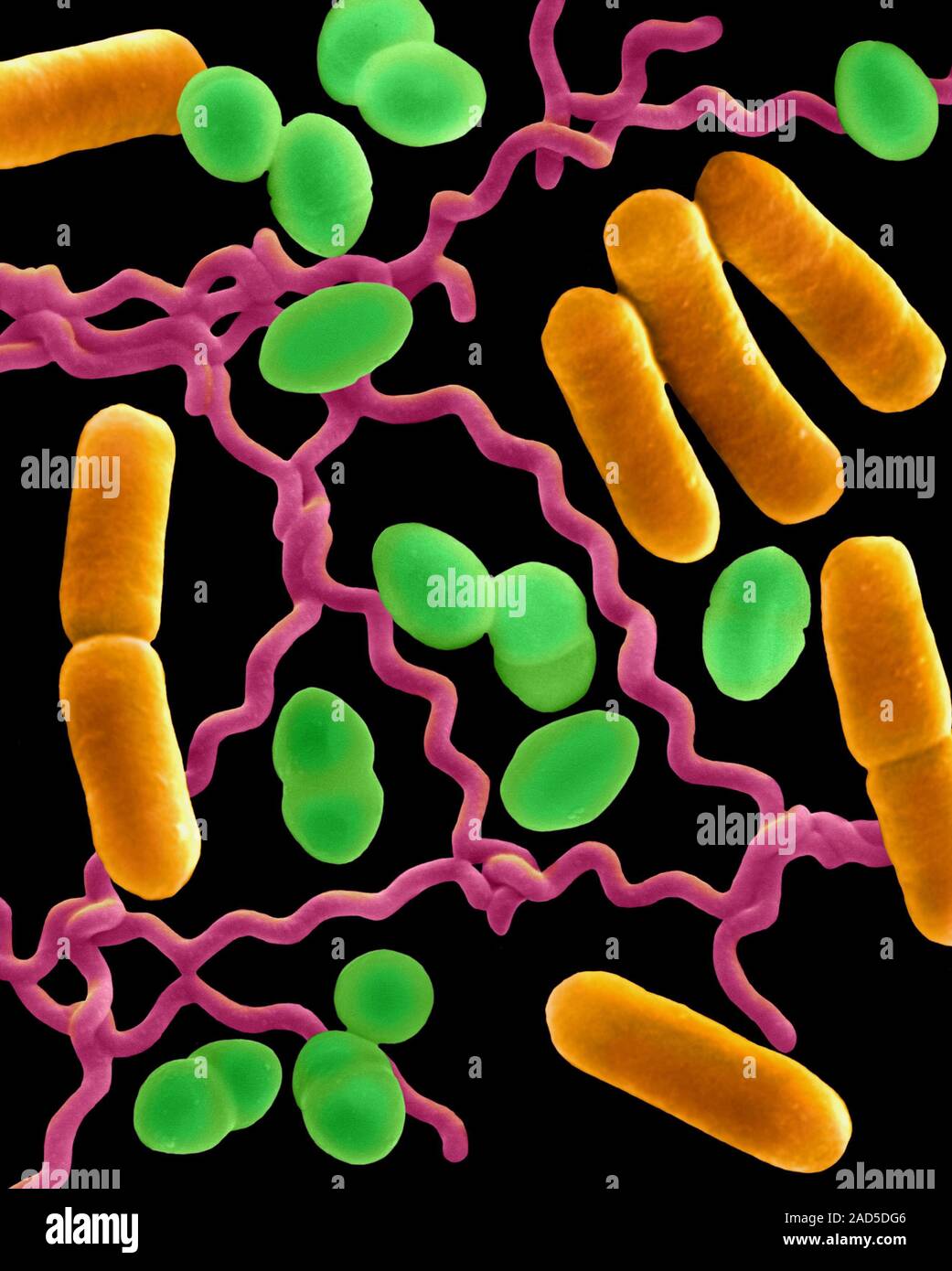 Color scanning electron microfotografia (SEM) di Photocomposite dei tre  tipi comuni di morfologia batterica: coccus, Bacillus, spirillum. Coccoid  Foto stock - Alamy