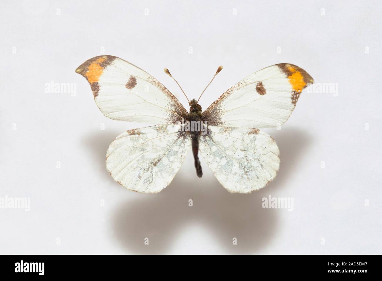 Butterfly corea del campione,Anthocharis scolymus Foto Stock