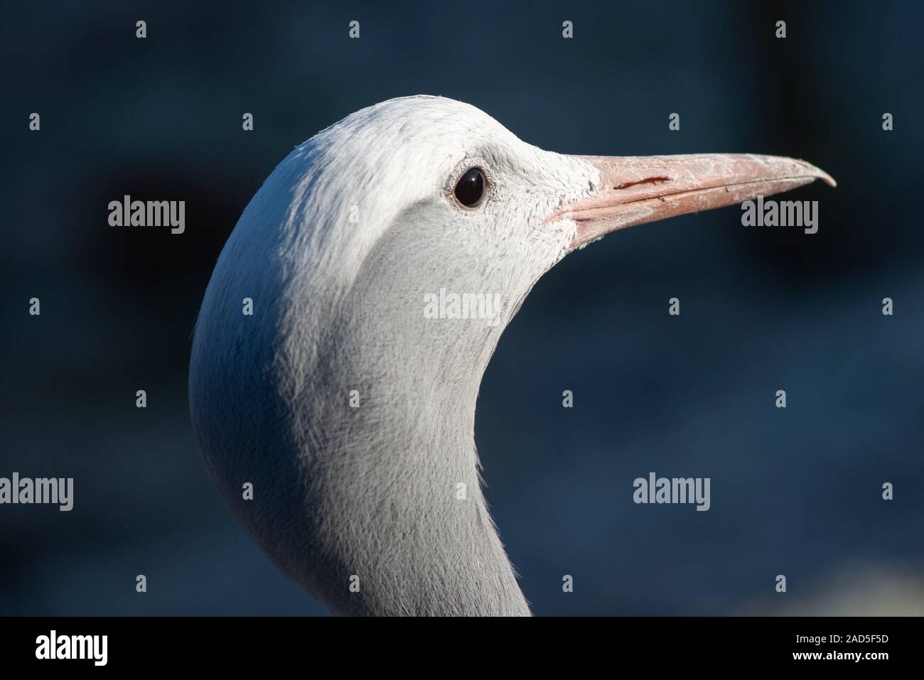 Il Blue Crane a cinque suore zoo West Lothian Foto Stock