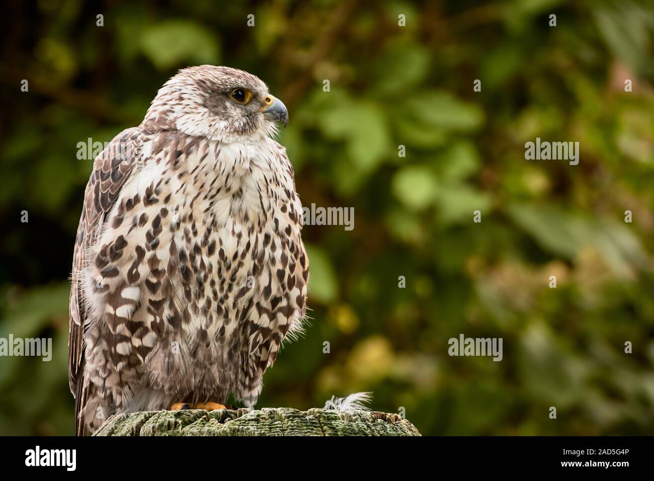 Una saker falcon (Falco cherrug) seduti su un ceppo di albero in natura Foto Stock