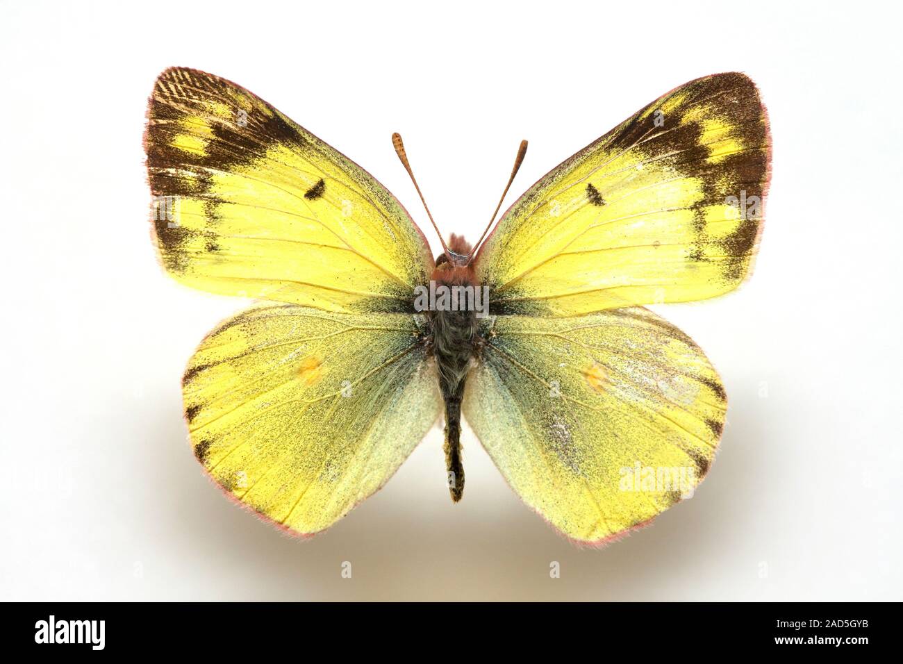 Butterfly corea del campione,Colias erate, zolfo Foto Stock