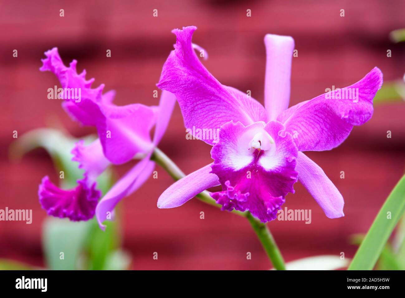 Sri Lanka, Giardino Botanico - Agosto 2015 - fioriture di orchidee Foto Stock