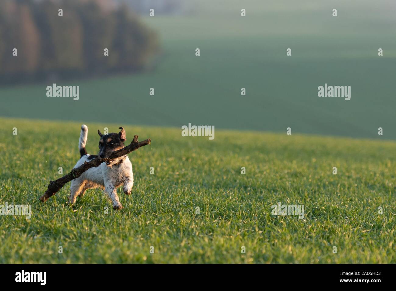 Poco carino dimensione felice follia Jack Russell Terrier cane porta una filiale di grandi dimensioni su un verde prato Foto Stock