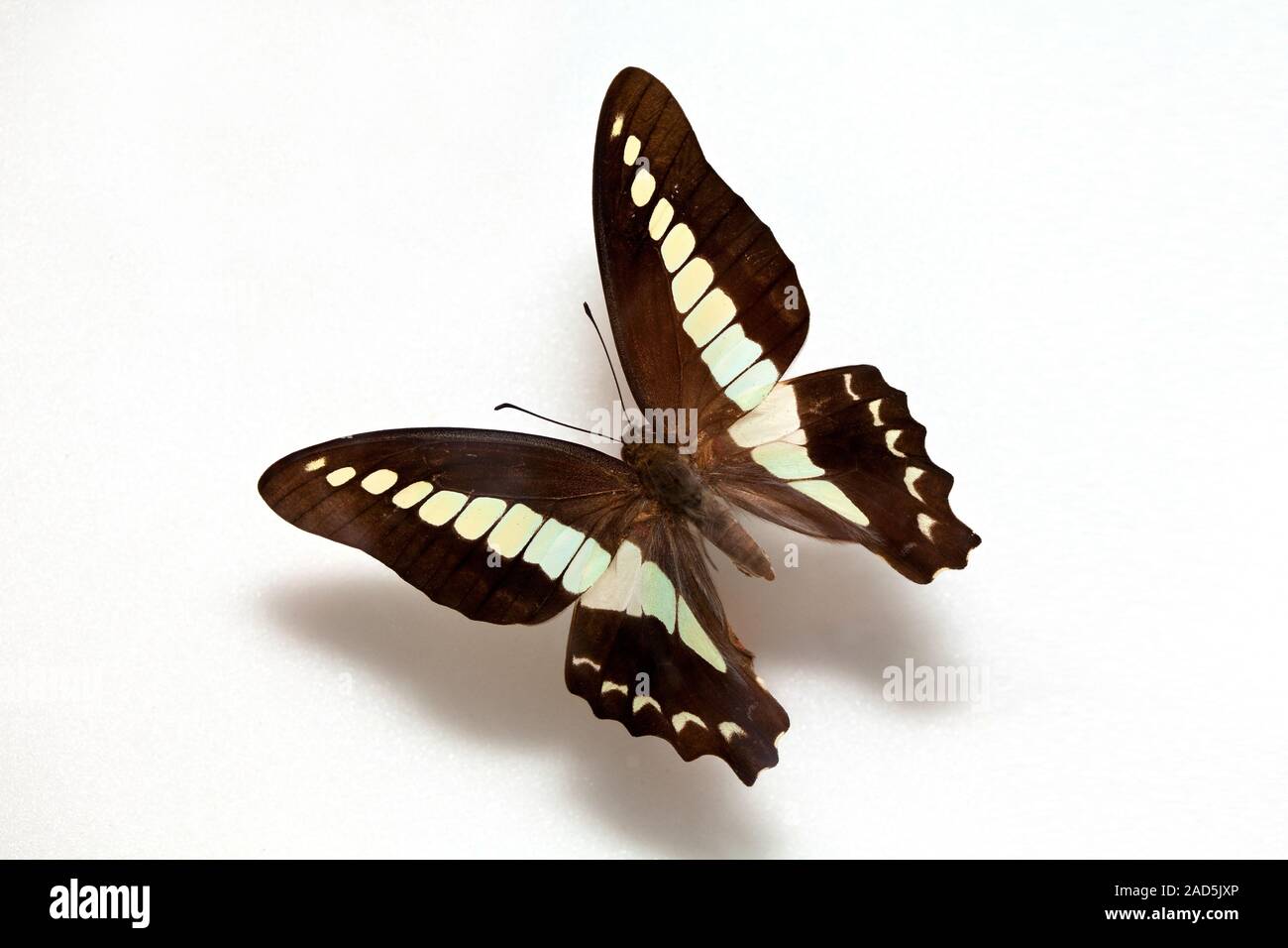 Butterfly corea del campione,Graphium sarpedone,verde-nastrare a coda di rondine Foto Stock