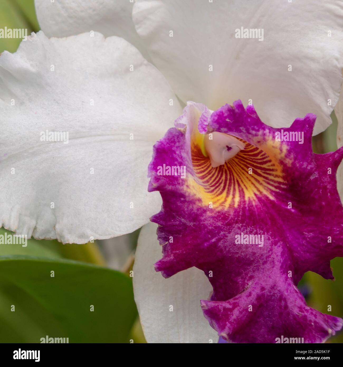 Sri Lanka, Giardino Botanico - Agosto 2015 - fioriture di orchidee Foto Stock