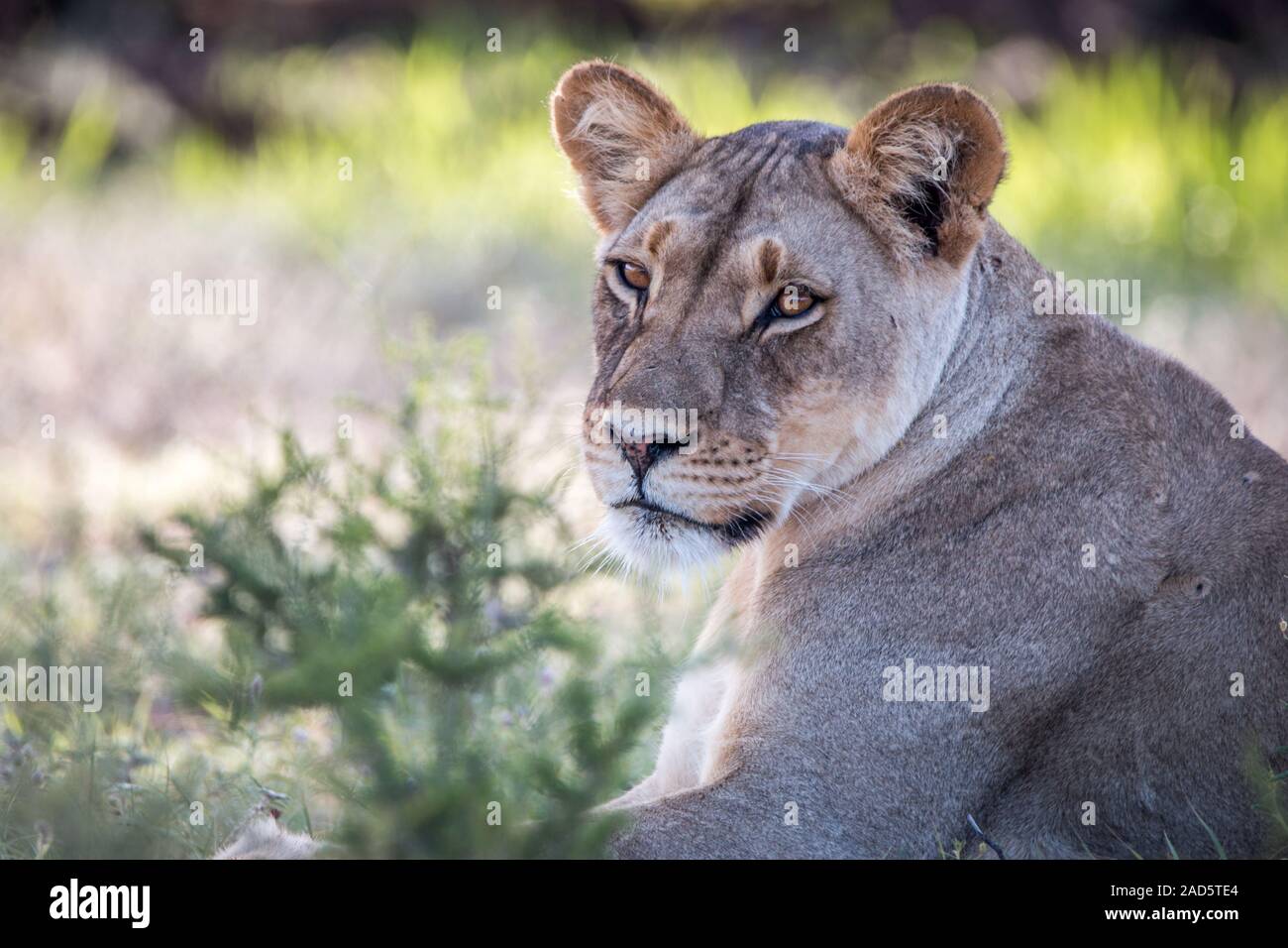 Profilo laterale di una leonessa in Kgalagadi. Foto Stock