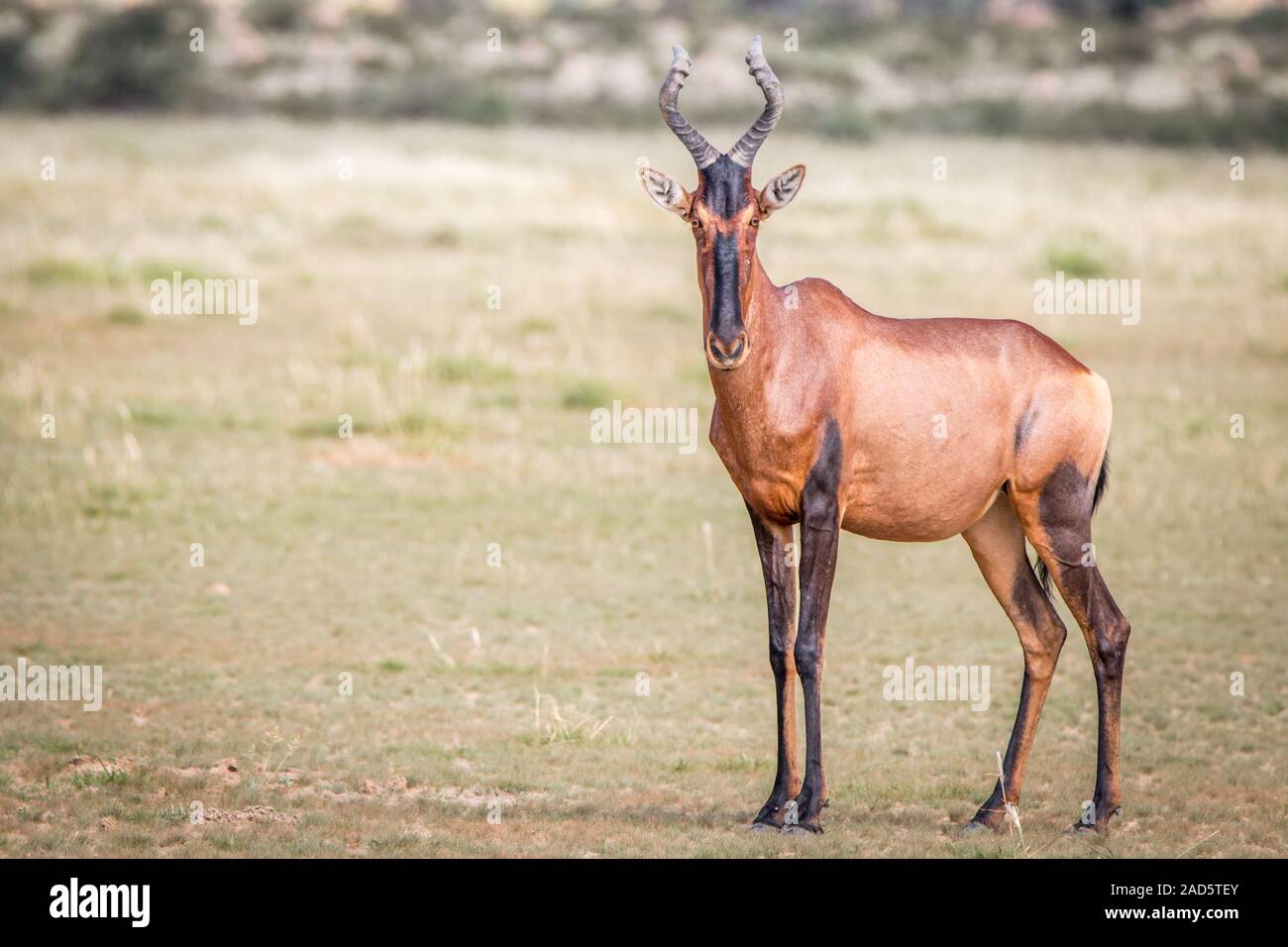 Red hartebeest in piedi in erba e da protagonista. Foto Stock