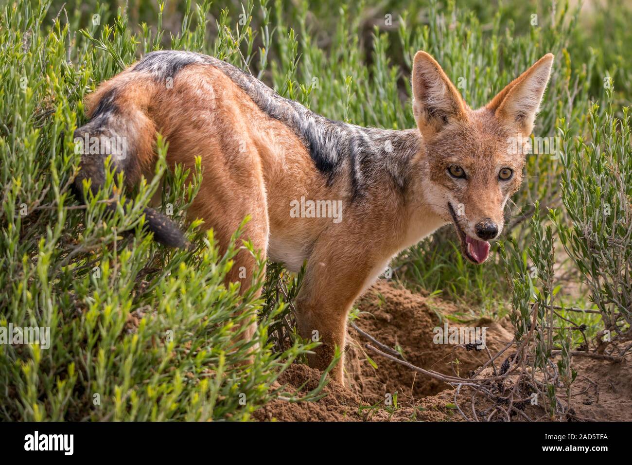 Nero-backed jackal in piedi in erba. Foto Stock