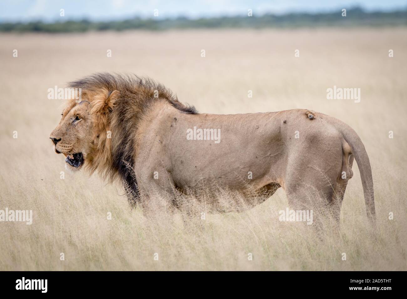 Profilo laterale di un grande leone maschio nell'erba. Foto Stock