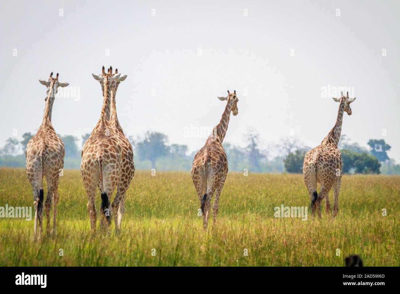 Gruppo di giraffe a piedi dalla fotocamera. Foto Stock