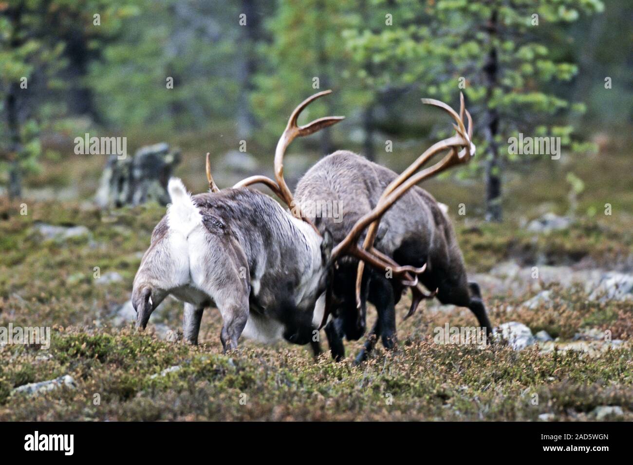 La renna, nella stagione degli amori, i tori si lotta per l accesso alle femmine Foto Stock