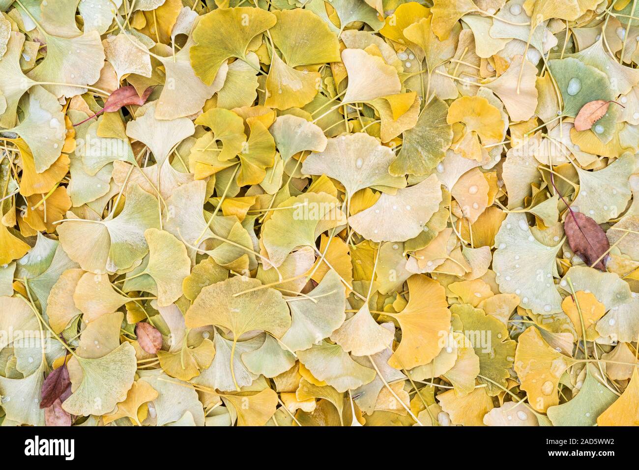 Il Ginkgo foglie (Ginkgo biloba) sul terreno, da Dominique Braud/Dembinsky Foto Assoc Foto Stock