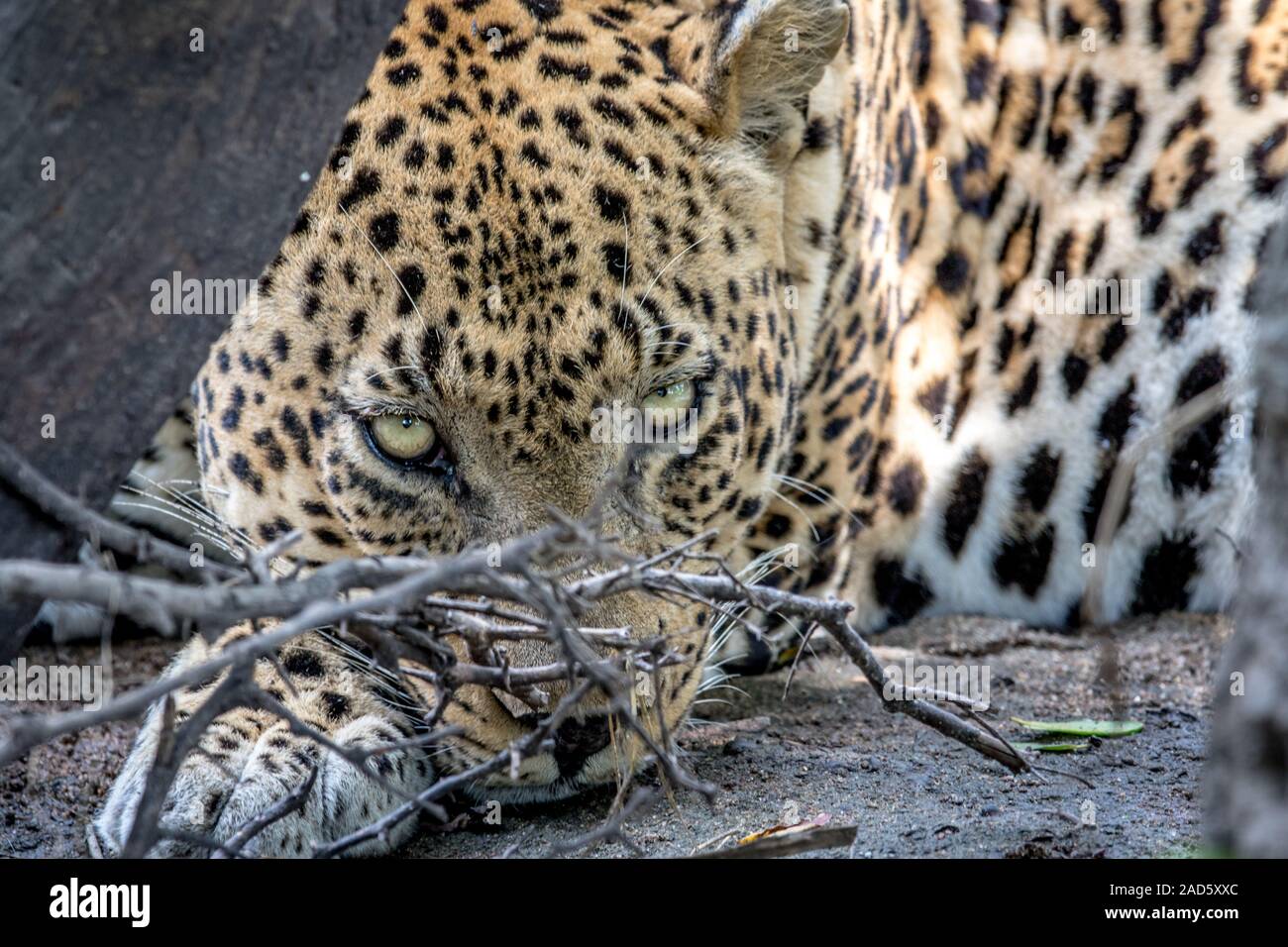 Un enorme maschio starring Leopard alla fotocamera. Foto Stock